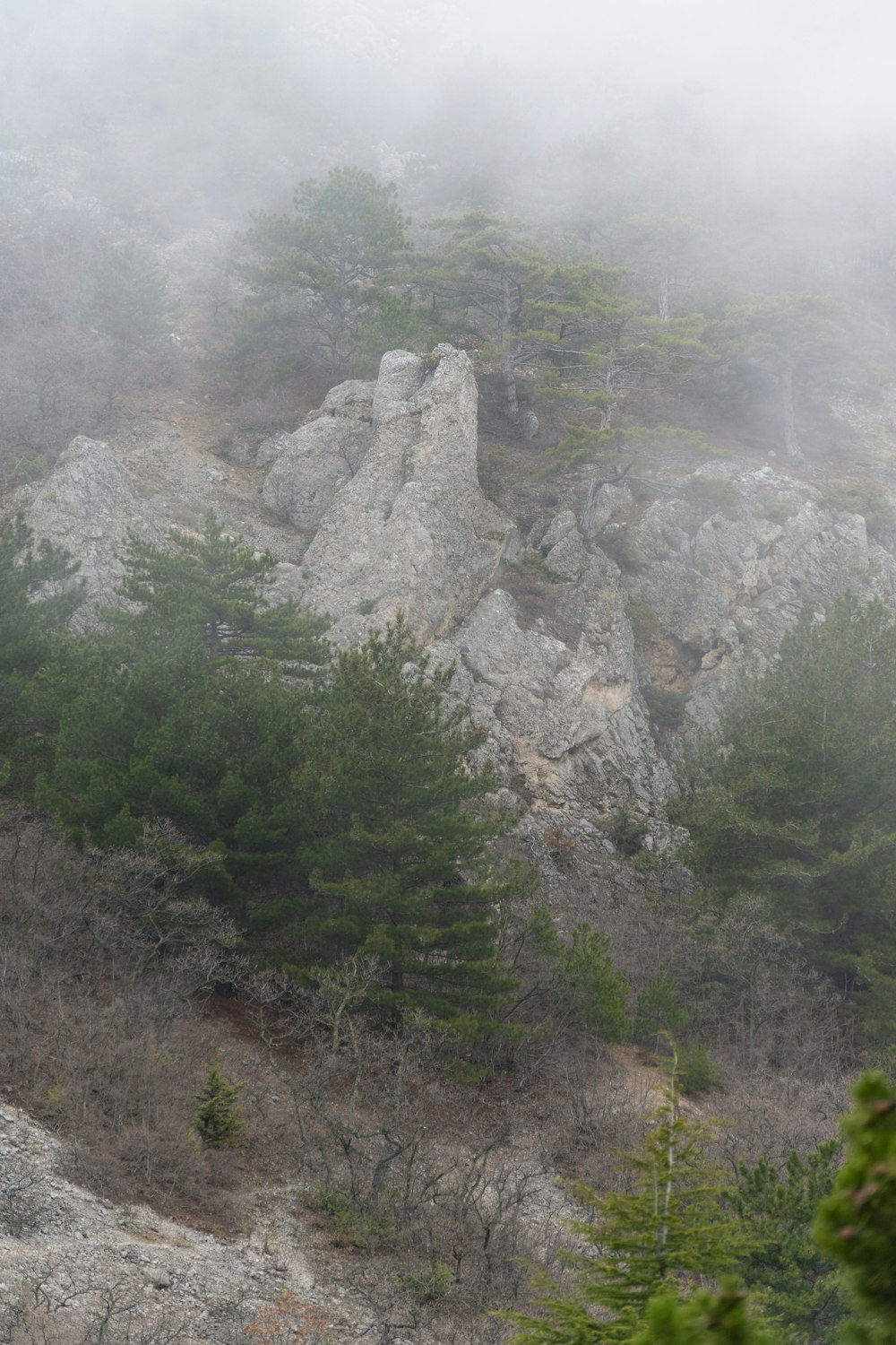 green trees on mountain during daytime