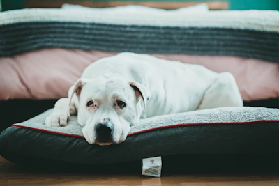 white short coated dog lying on black and red couch