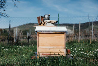 Various beekeeping tools like smokers, hive tools, and brushes arranged neatly on a wooden table.