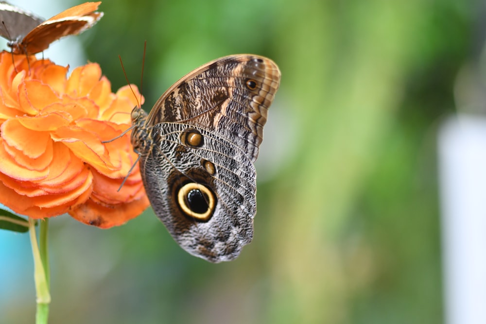 brown and white butterfly perched on orange flower