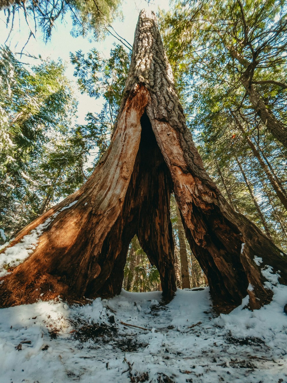 日中の雪に覆われた地面に茶色の木の幹