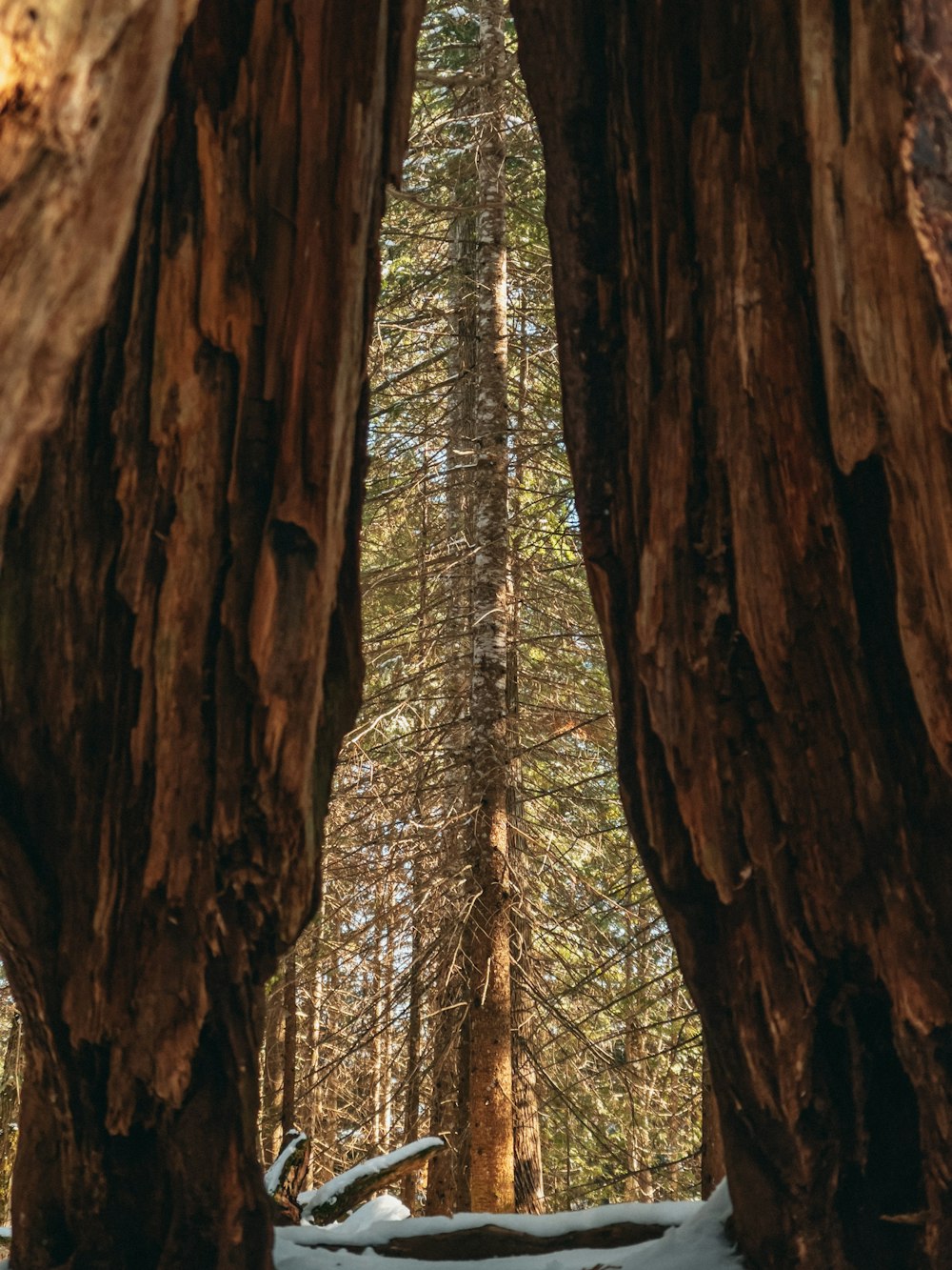 brown tree trunk during daytime