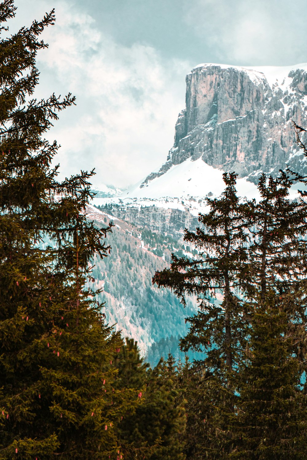 green trees near snow covered mountain during daytime