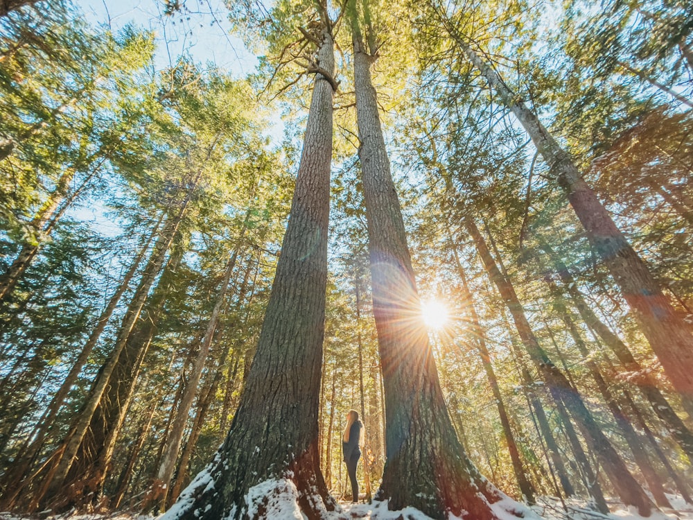 person standing under green trees during daytime