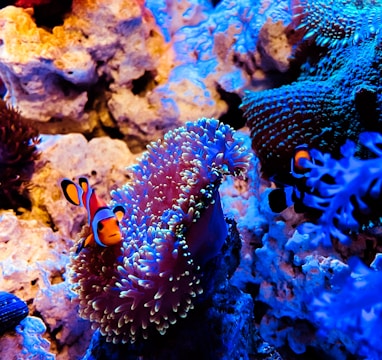 clown fish in body of water