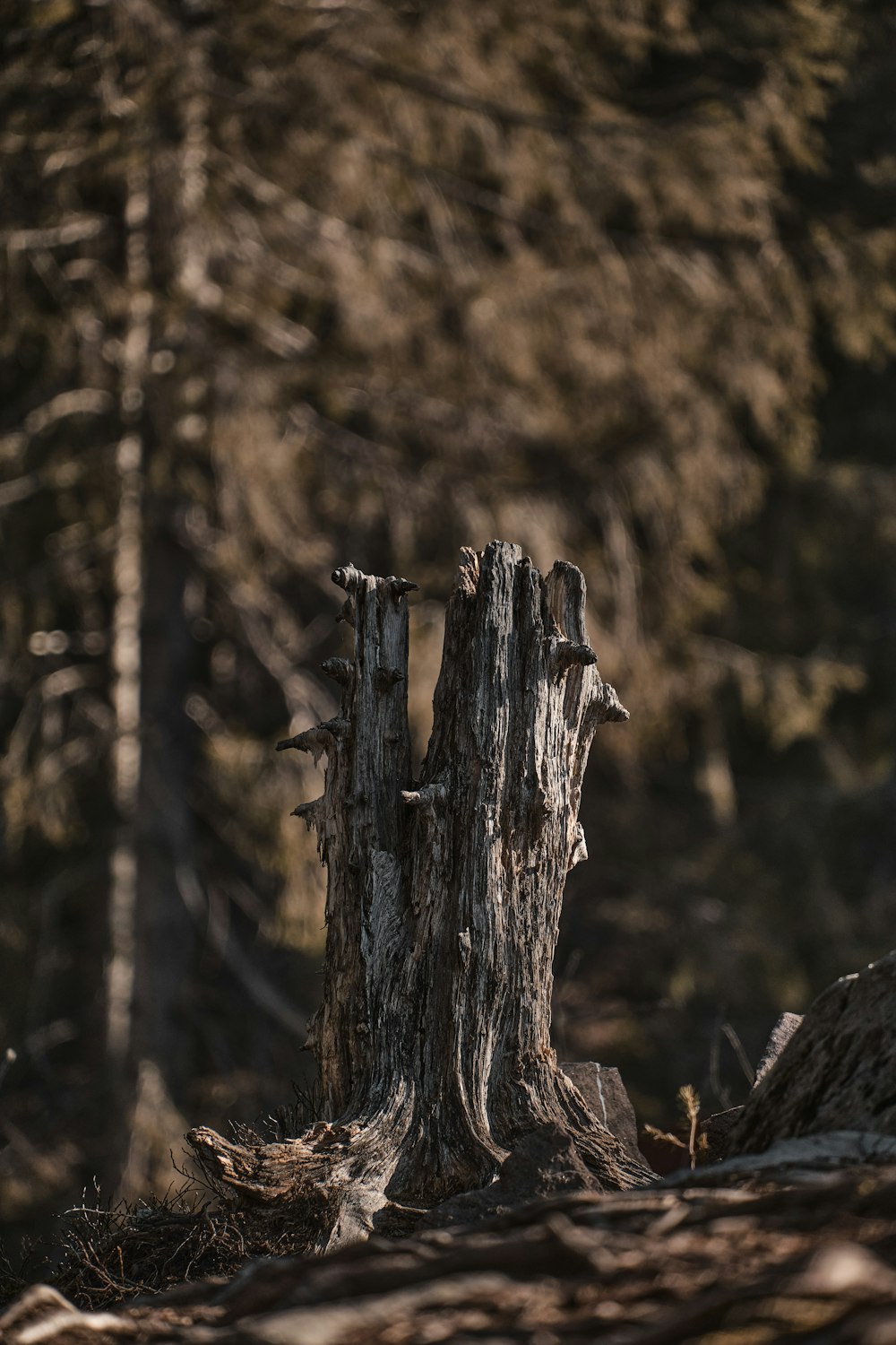 チルトシフトレンズの茶色の木の幹