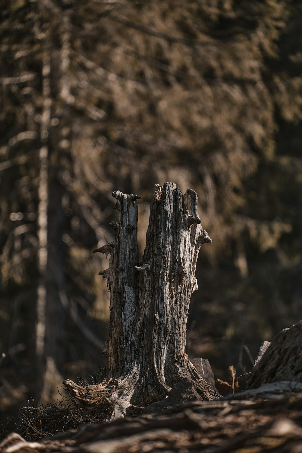 brown tree trunk in tilt shift lens