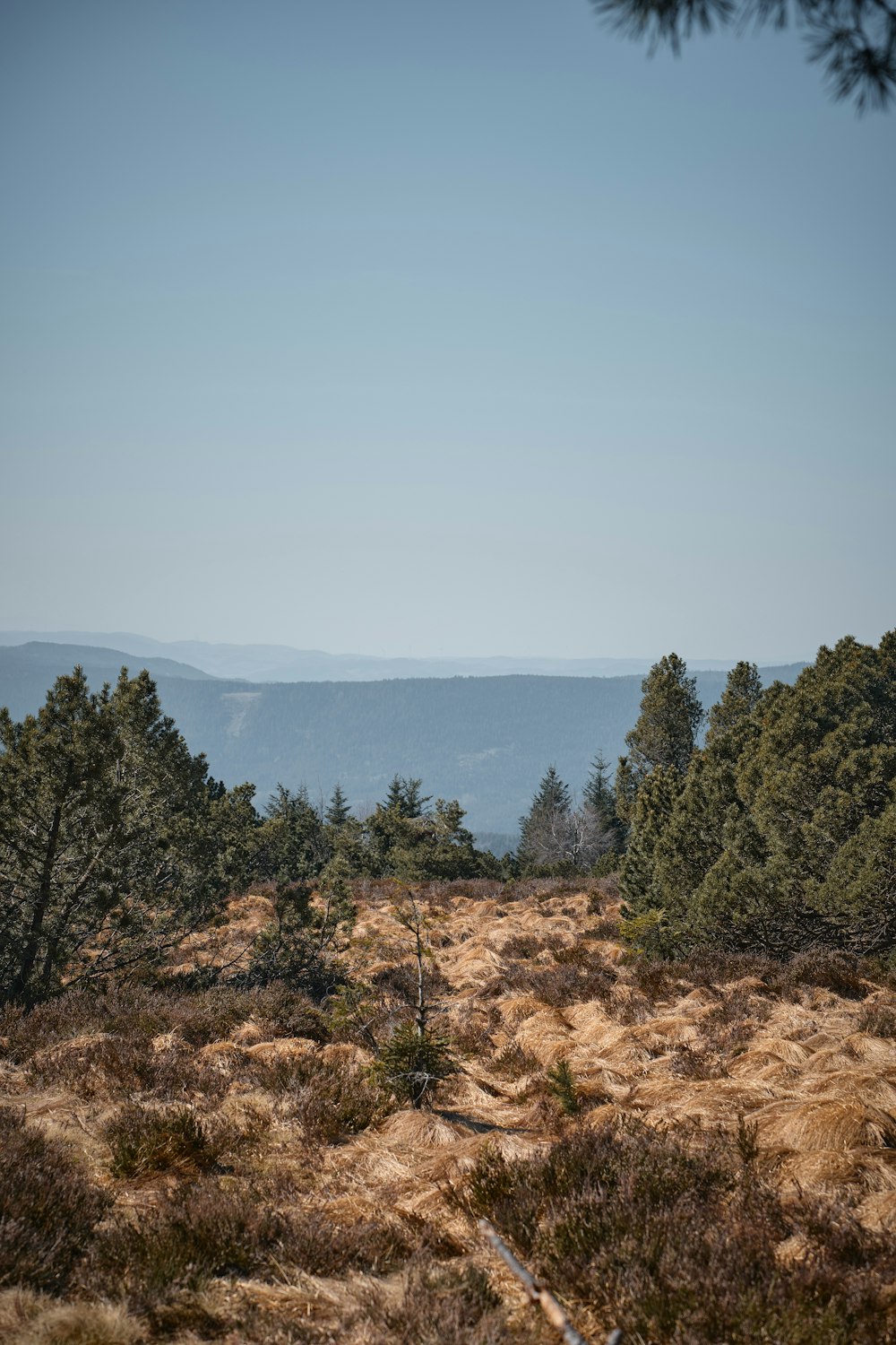 green trees on brown field under blue sky during daytime