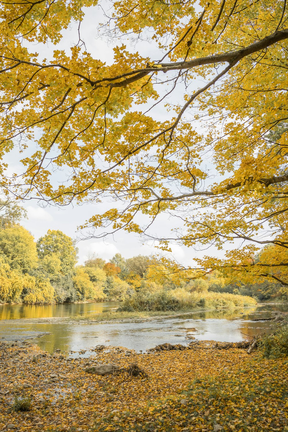 yellow and green trees beside river during daytime