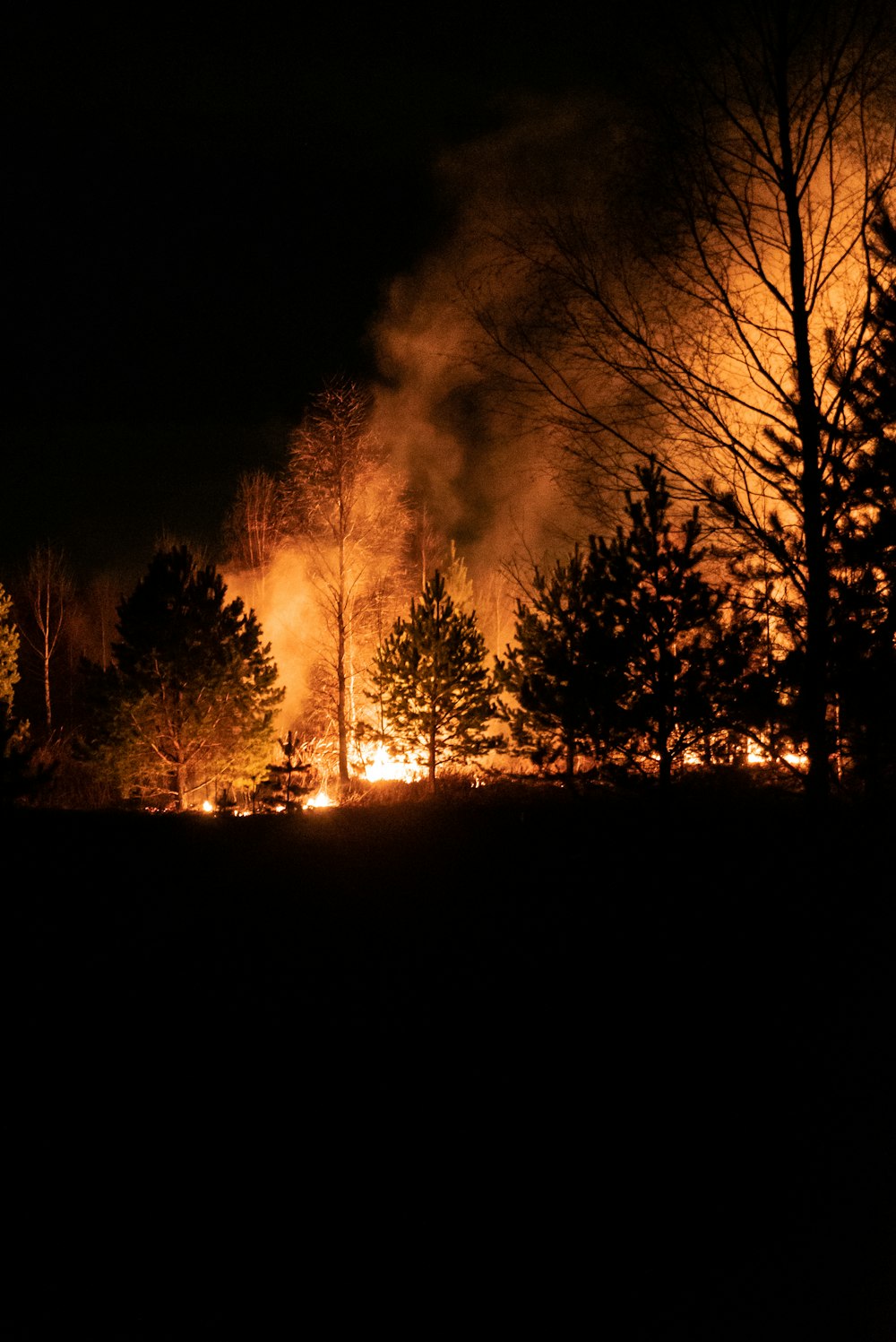 Silueta de árboles durante la noche