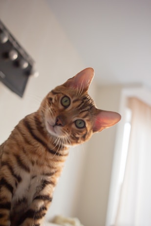 A Bengal cat with a strikingly patterned coat tilts its head inquisitively, with large green eyes staring curiously. The background is softly lit, with beige and white tones.