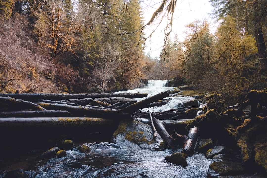 brown wooden log on river