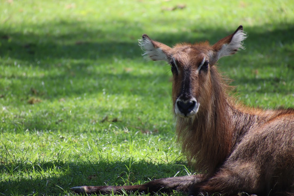 brown deer on green grass field during daytime