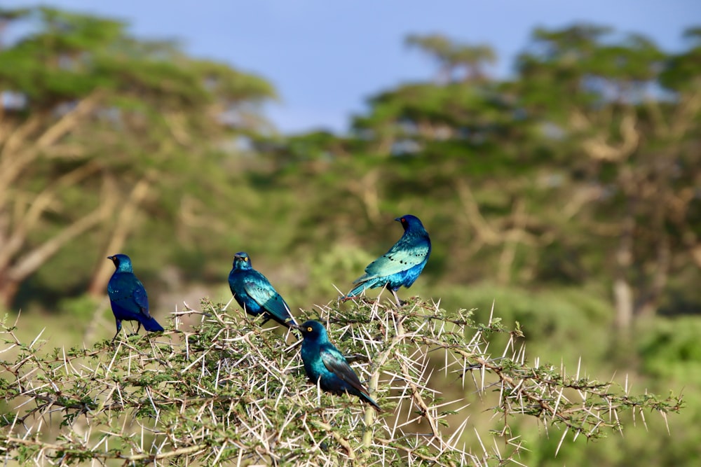 pájaro azul sobre hierba marrón durante el día