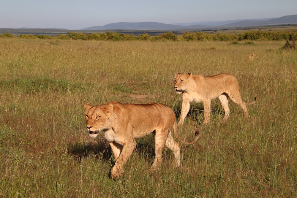 brown lioness on green grass field during daytime