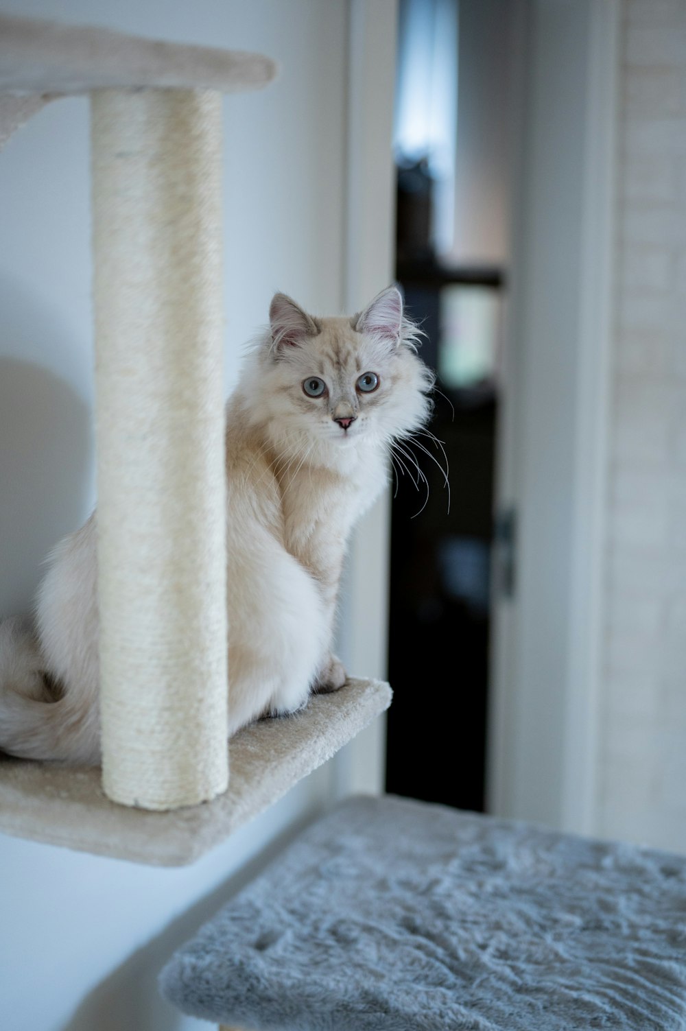 white and brown cat on white cat tree