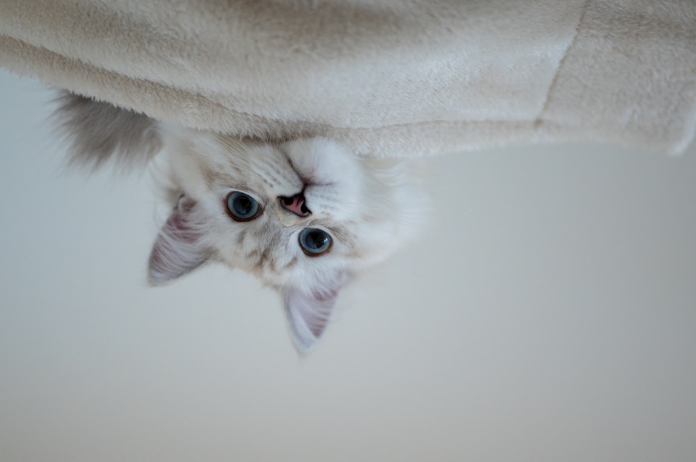 white cat on white textile