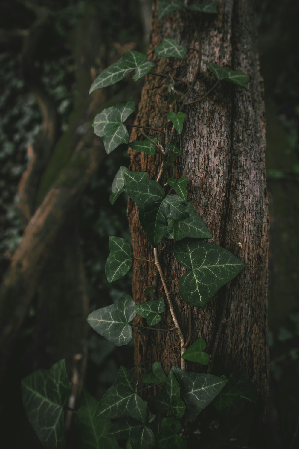 foglia verde su tronco d'albero marrone