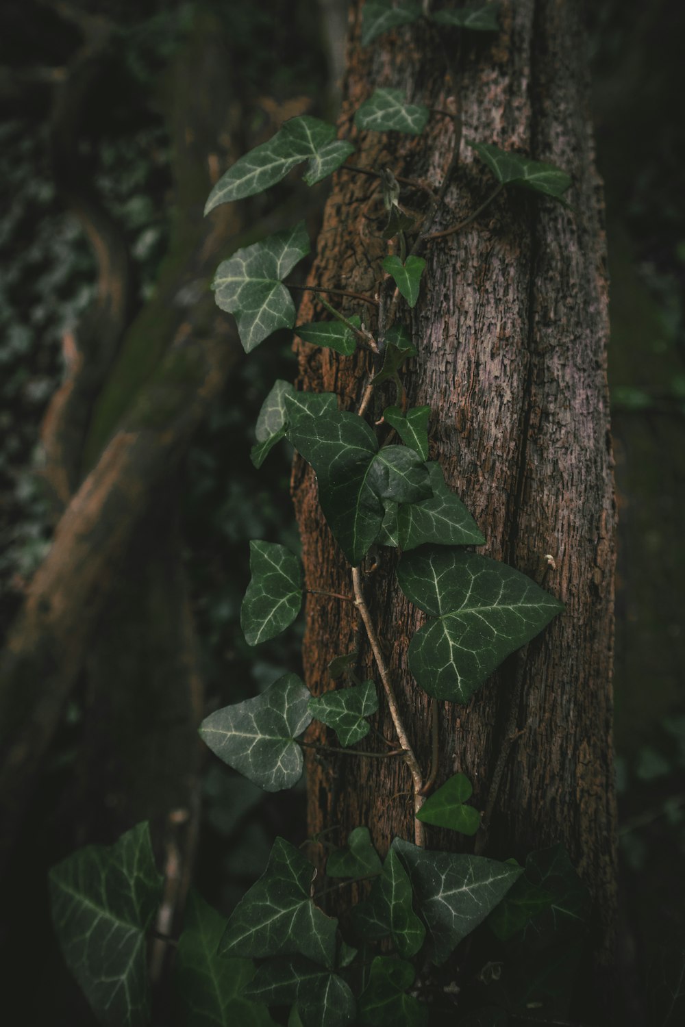 hoja verde en el tronco del árbol marrón