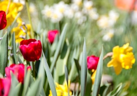 A vibrant garden scene featuring red tulips and yellow daffodils among lush green leaves. The flowers are brightly lit, creating a cheerful and lively atmosphere.