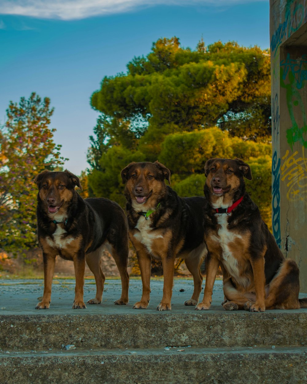 black and brown short coated dog sitting on gray concrete road during daytime