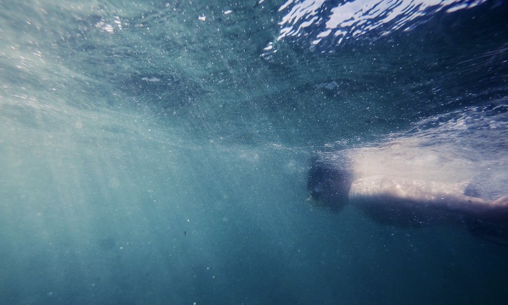 underwater photography of man swimming in the sea