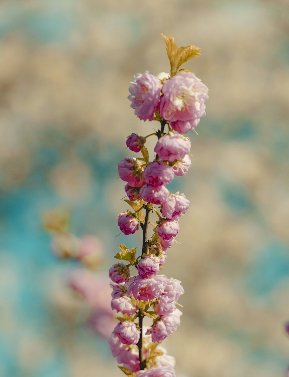 pink and white flower in tilt shift lens