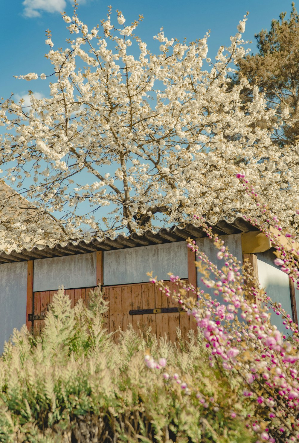 brown wooden house under brown tree