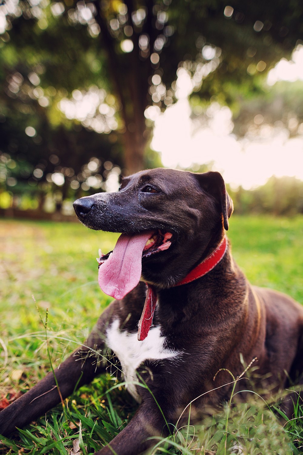 black and white short coated dog on green grass during daytime