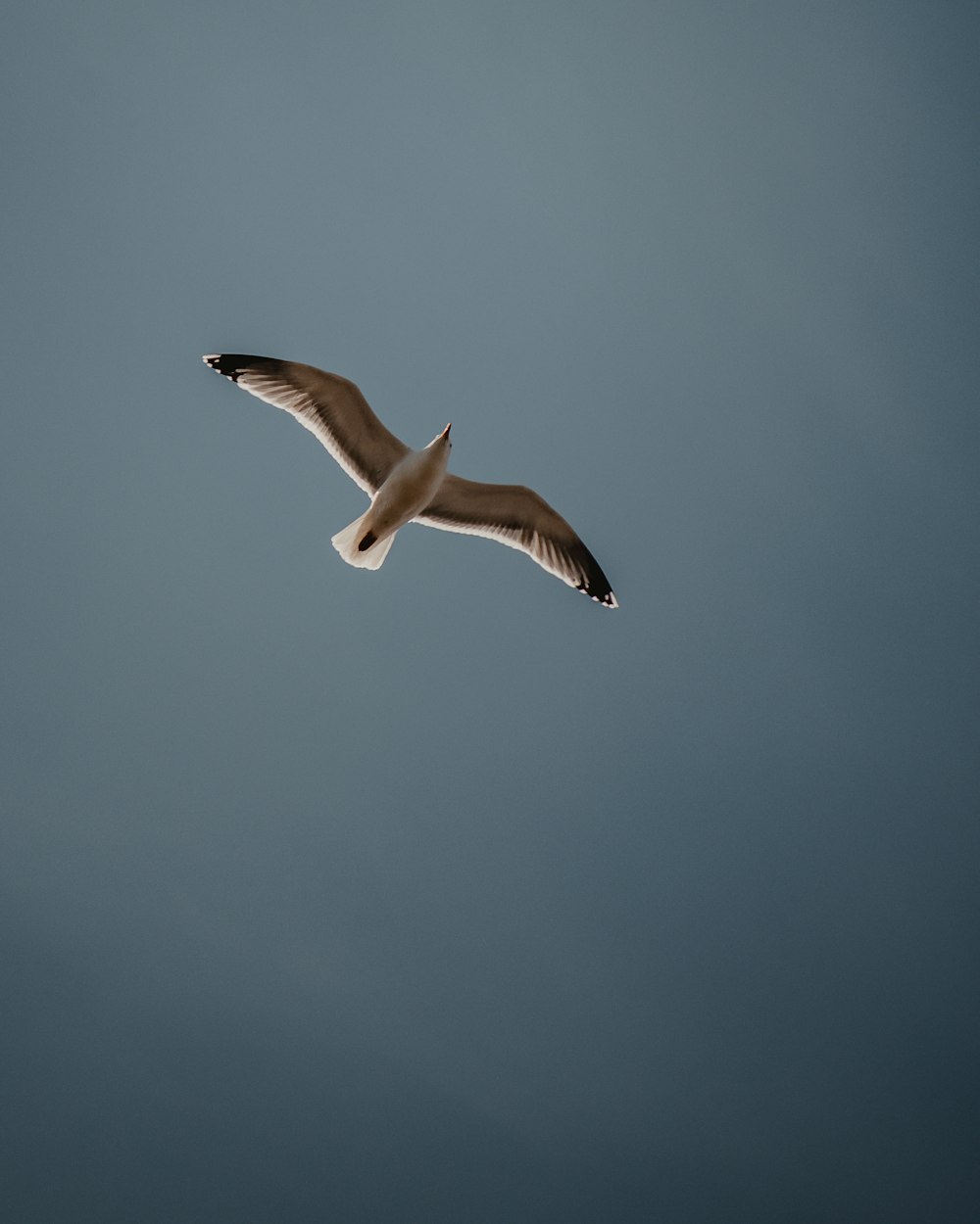 a seagull flying in the sky with its wings spread