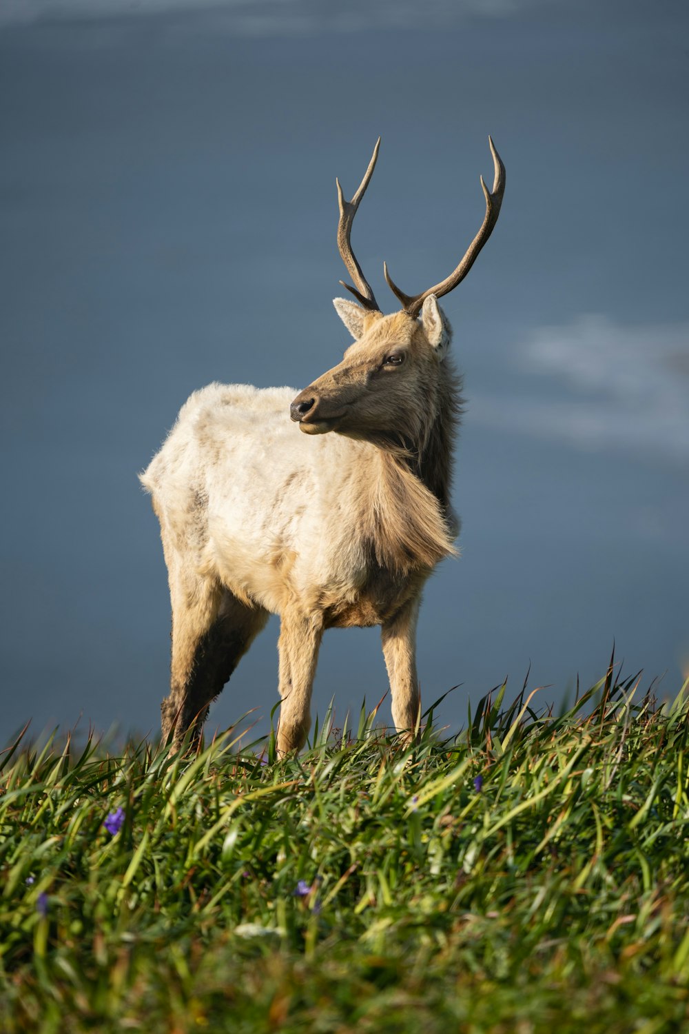 white and brown deer on green grass during daytime