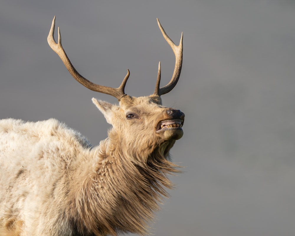 white and brown animal with horn