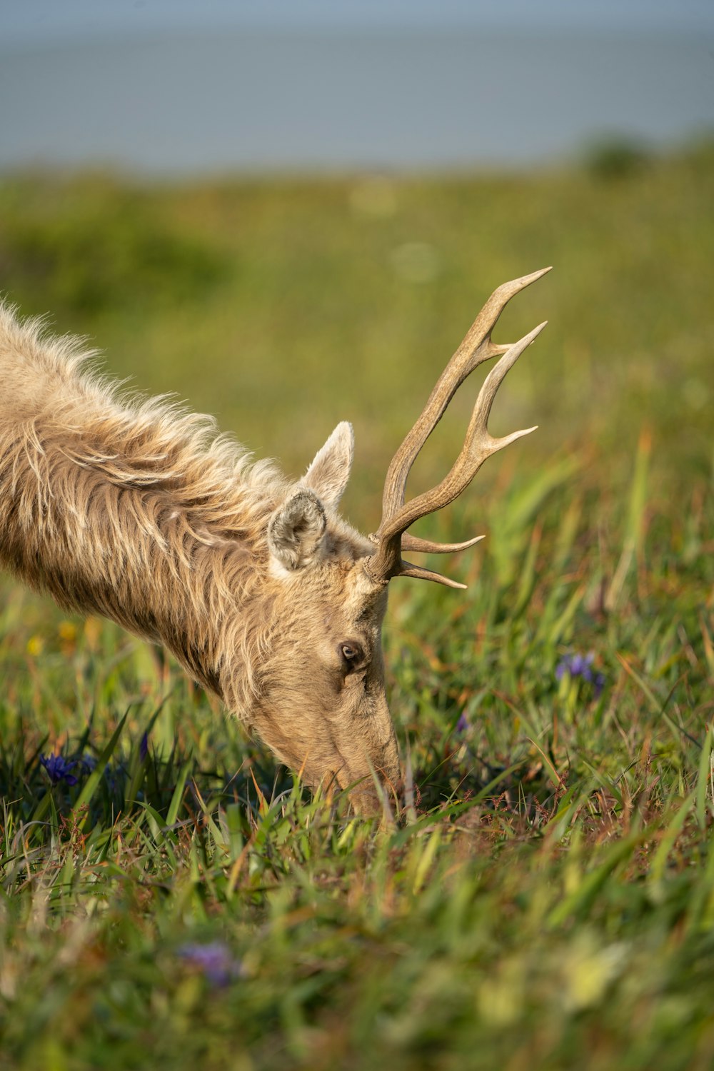 brown horse on green grass during daytime