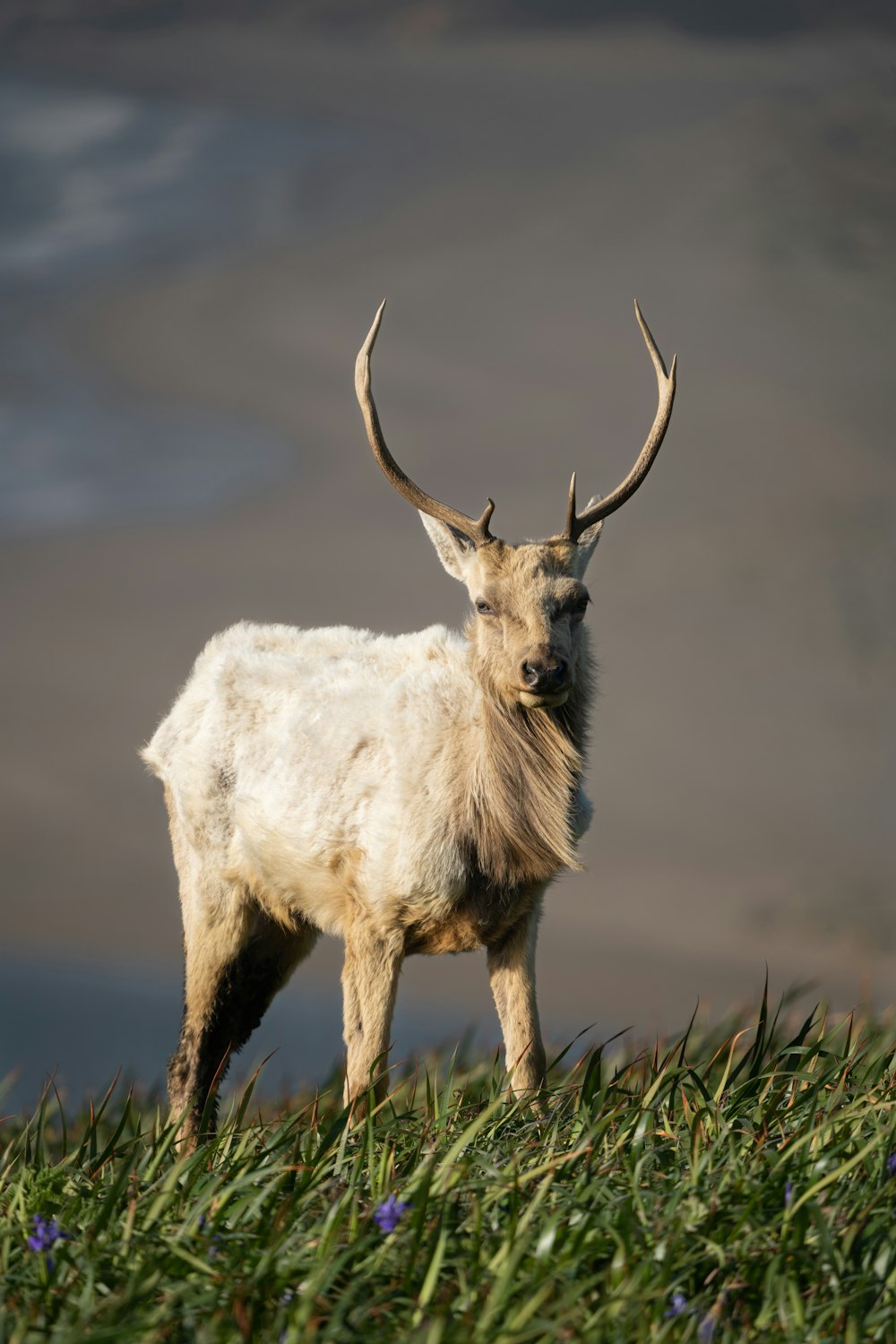 white and brown deer on green grass during daytime