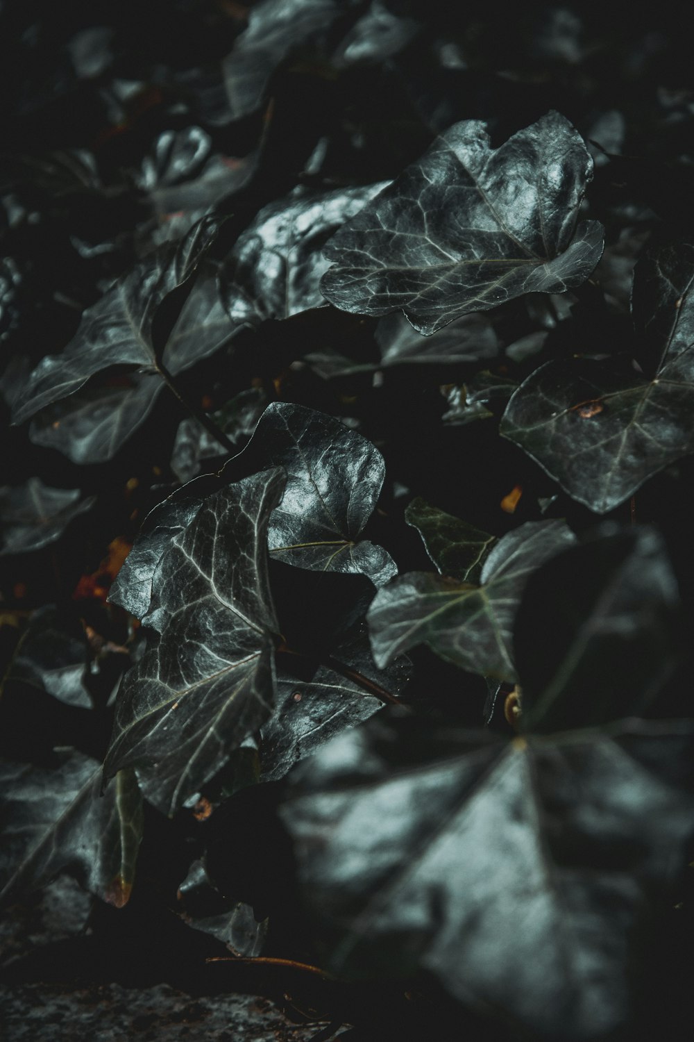 黒と赤のカエデの葉
