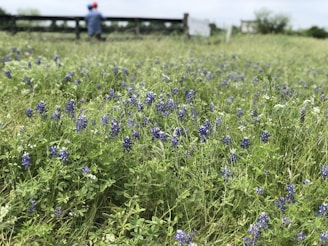 Zoysia grass lawn with bluebonnets in the background.