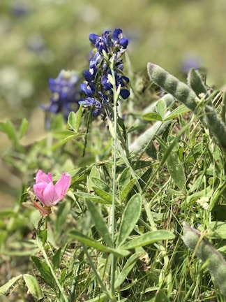 A vibrant close-up of California wildlife in its natural habitat.