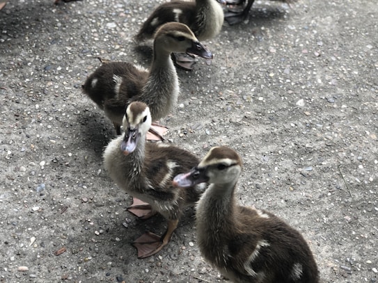 A group of young ducklings walking on a textured concrete surface, appearing to explore their surroundings. Each duckling has a coat of fluffy brown and white feathers, and they are all facing in a similar direction, suggesting movement together.