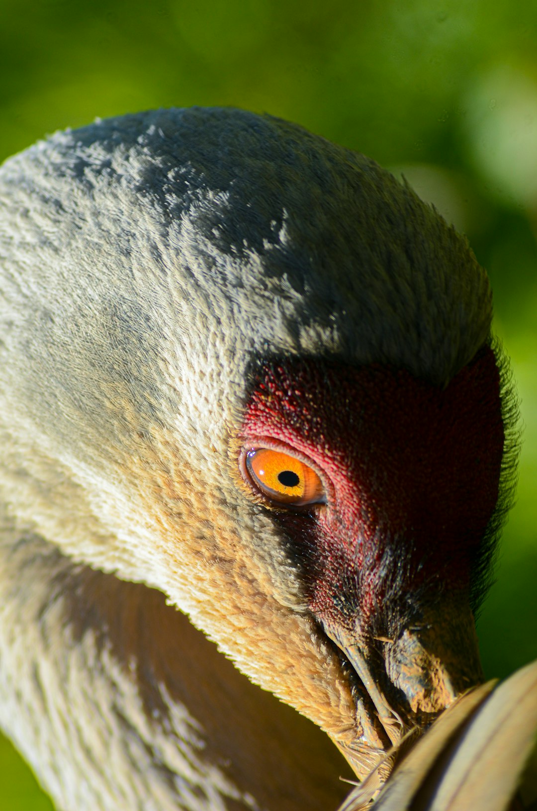 close up photo of gray and black bird