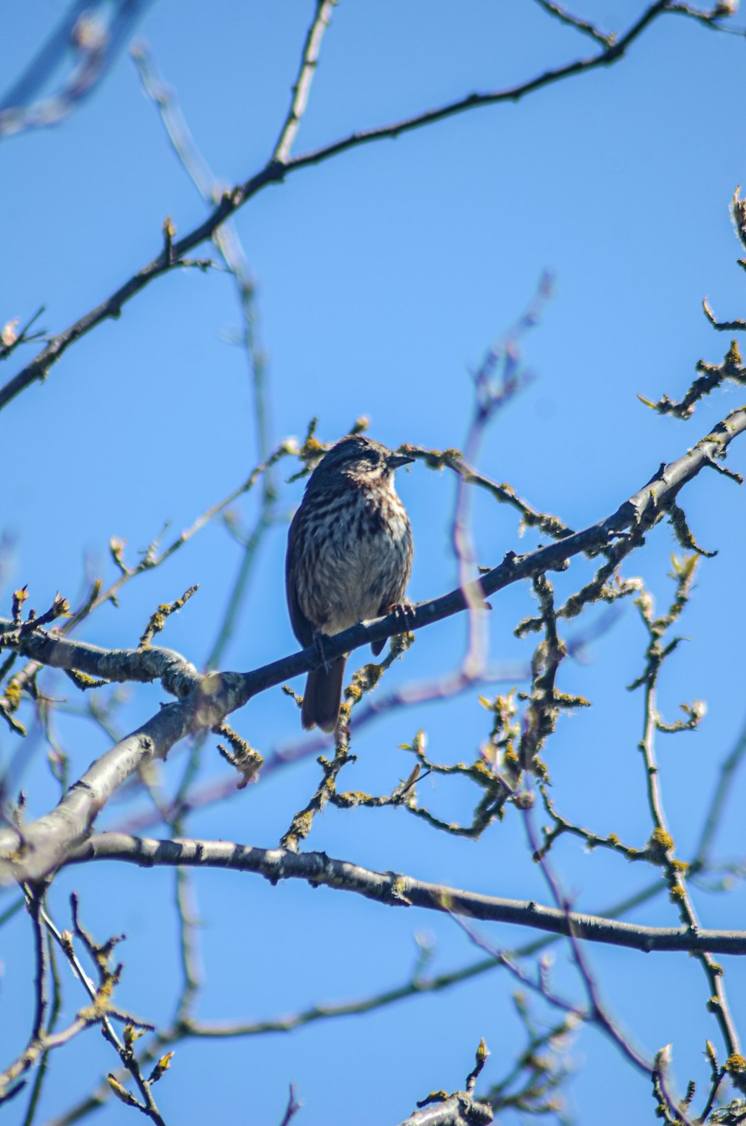 brown bird on brown tree branch during daytime