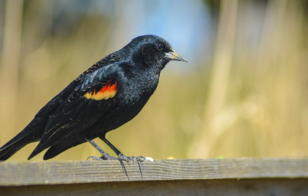 black bird on brown wooden plank