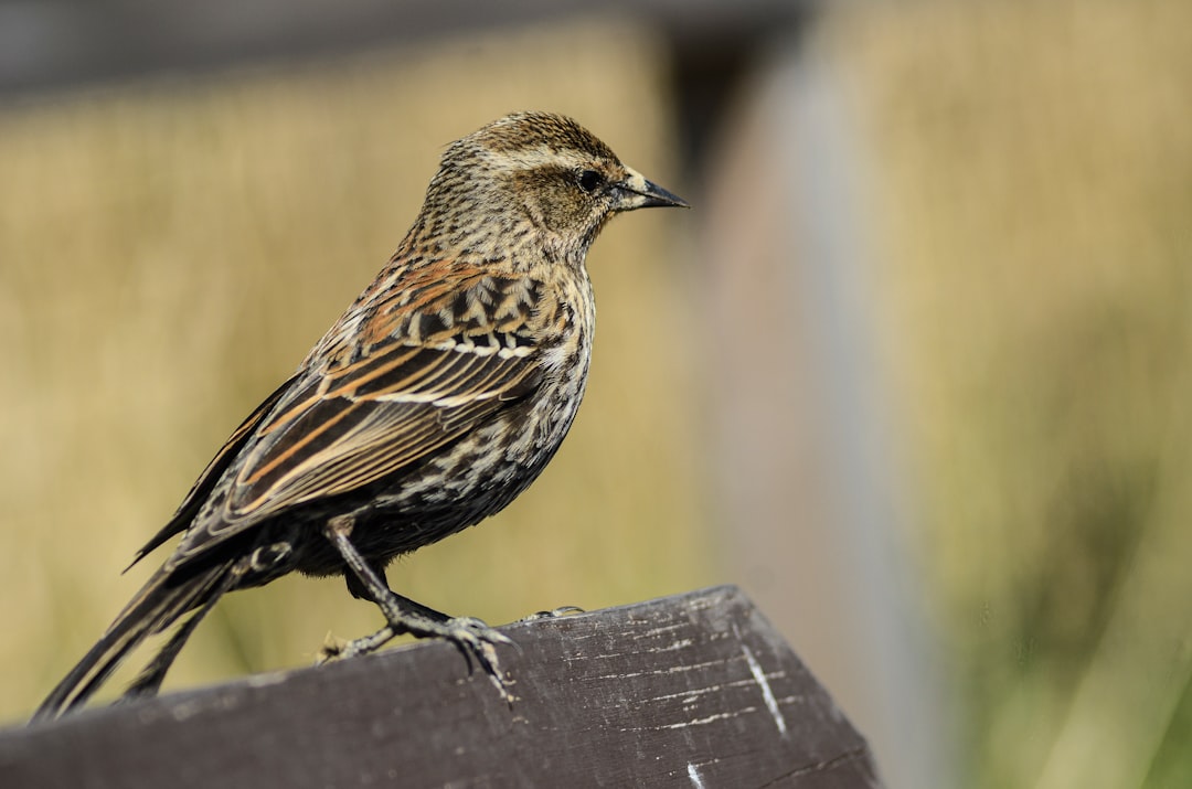 brown bird on brown wooden fence