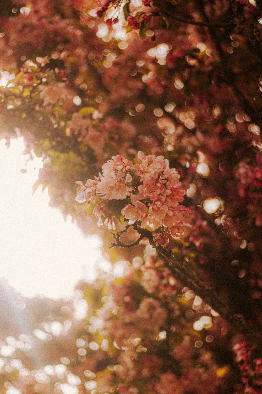 pink and green flower petals