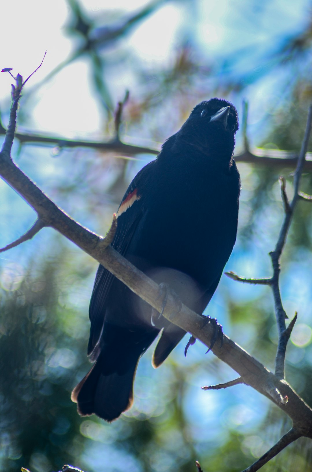 black bird on brown tree branch during daytime