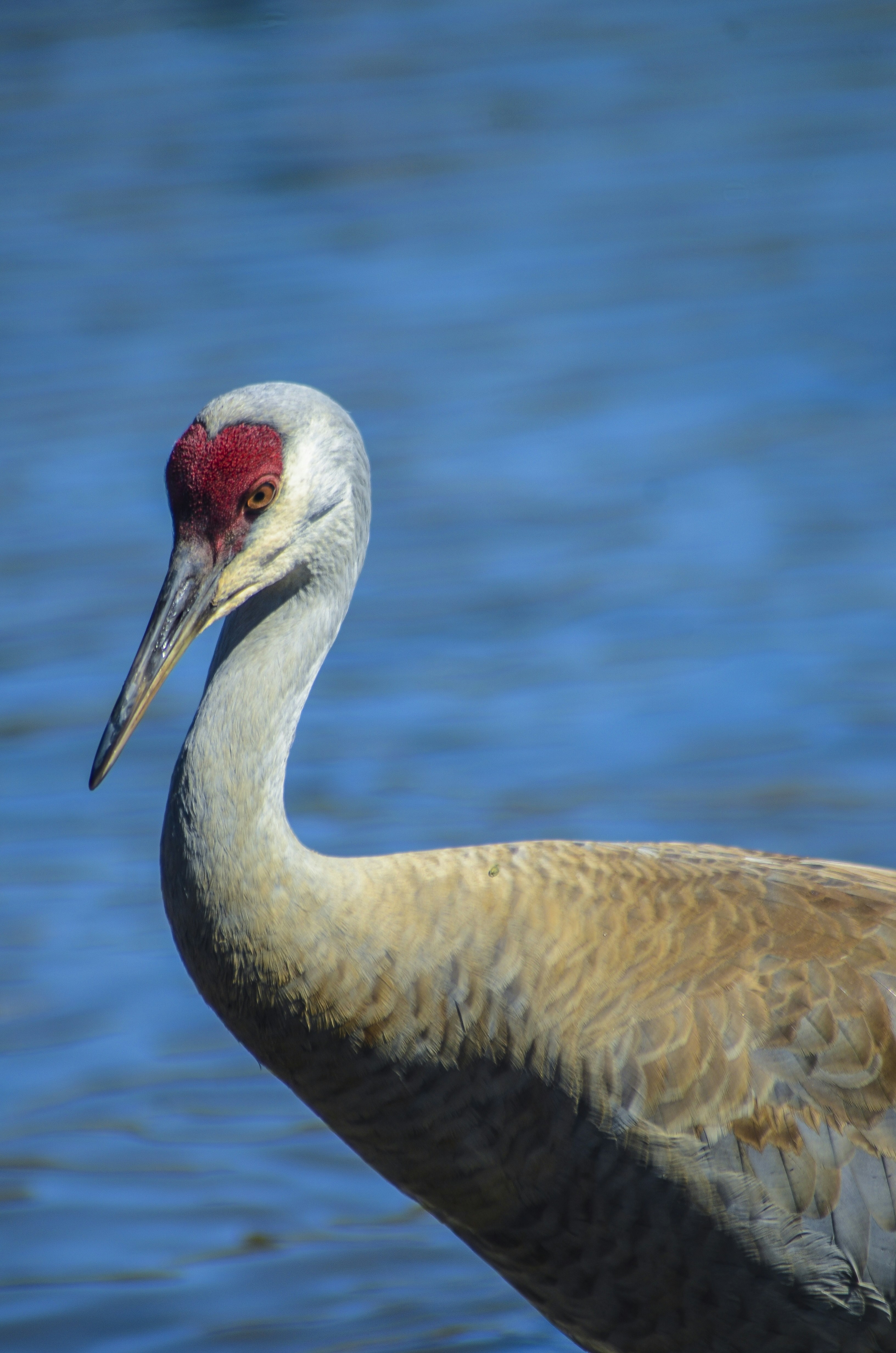 白い鳥 白黄色いくちばし白鷺鳥鳥公園内無料の写真素材・画像素材 Image