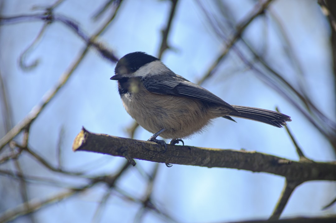 white and black bird on tree branch