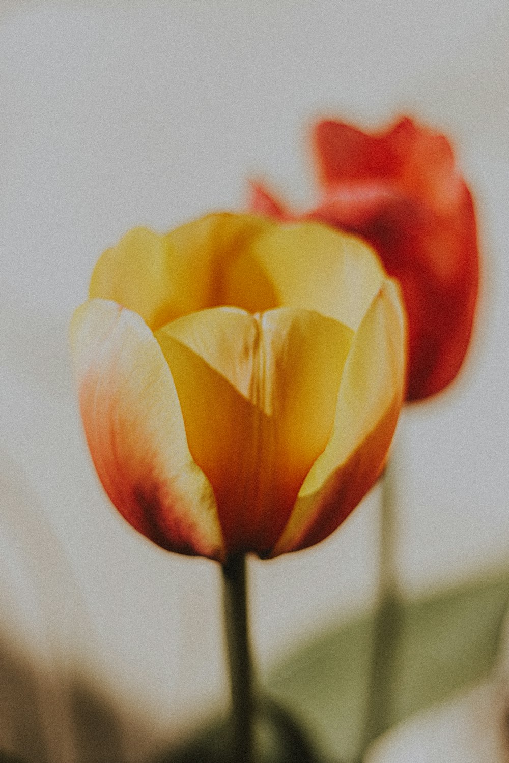 two red and yellow tulips in a vase