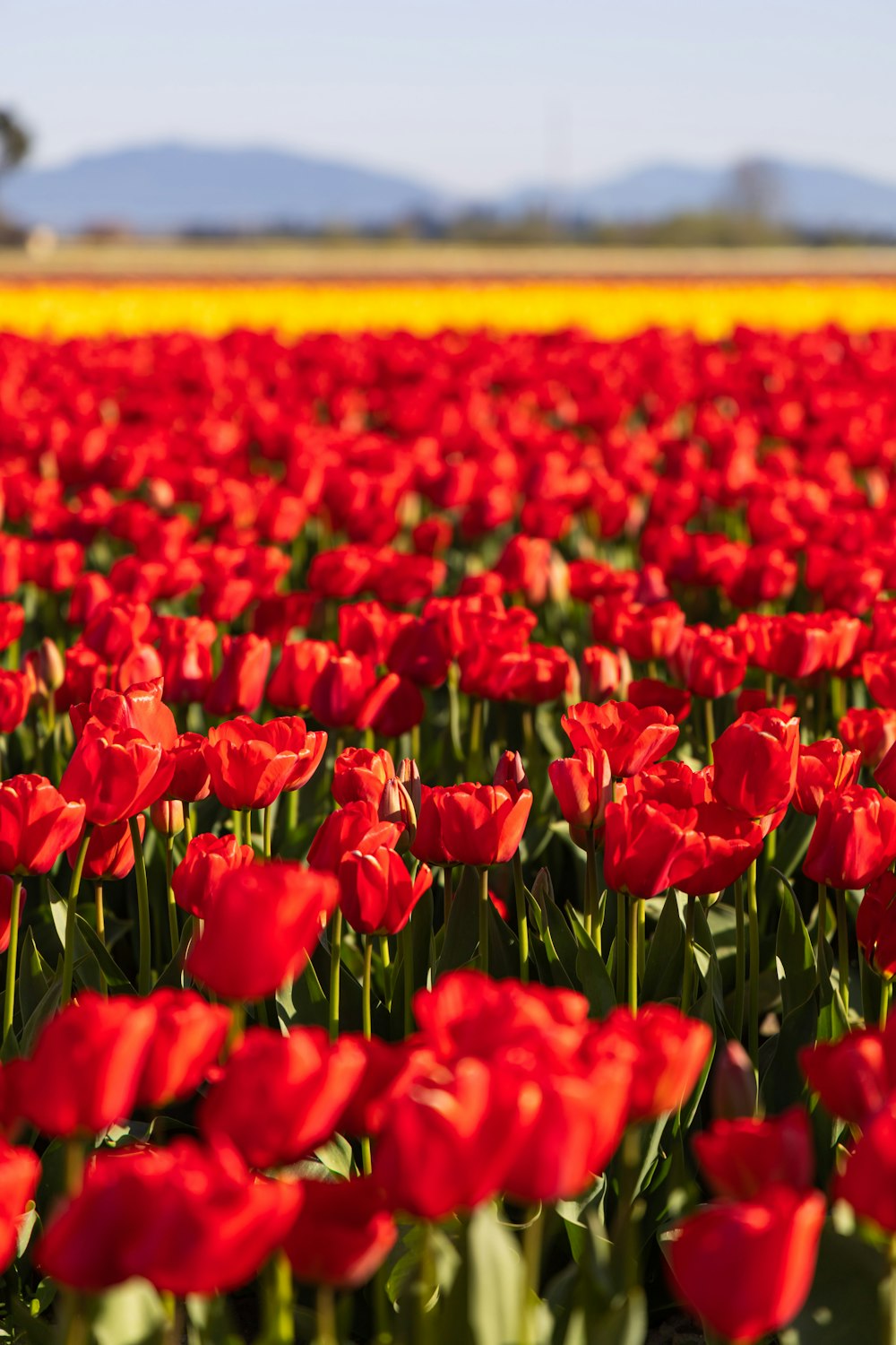 red tulips field during daytime