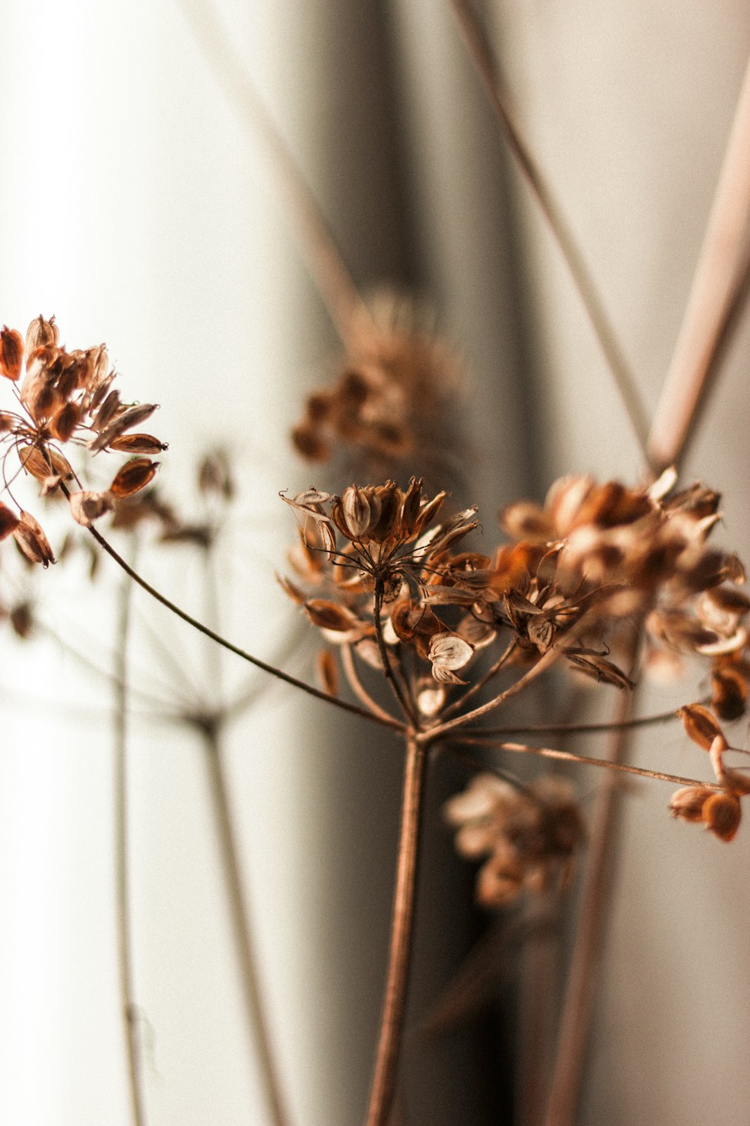 brown flowers in tilt shift lens