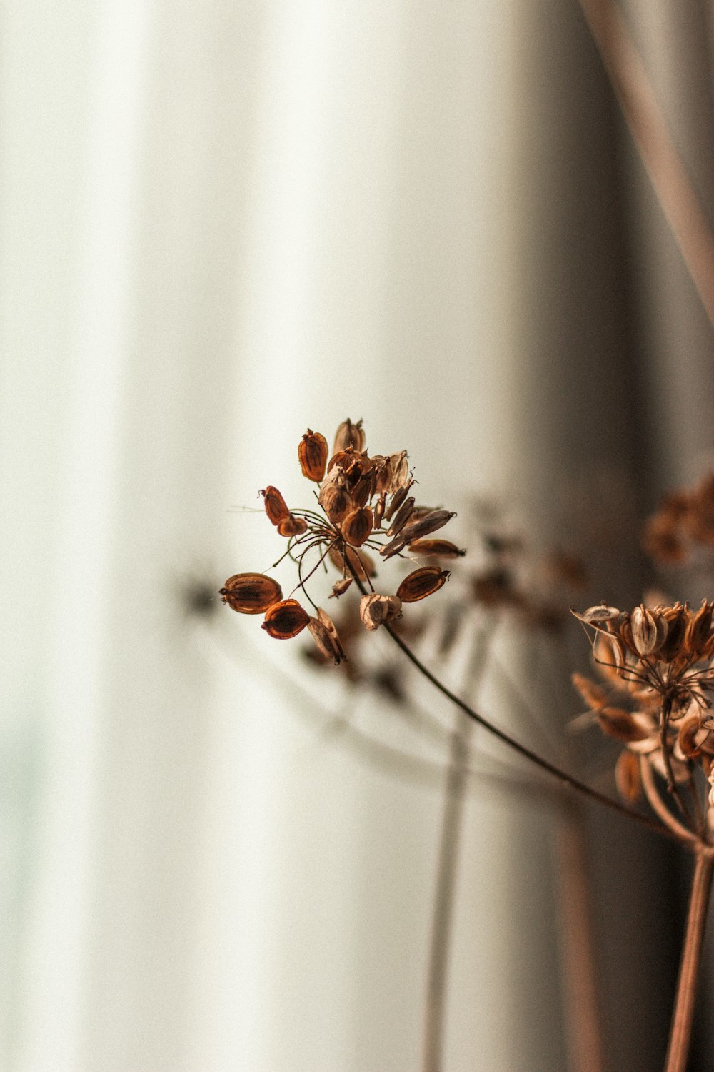 brown and white flower in white textile